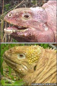 Rosada (atas) dan iguana Conolophus subcristatus