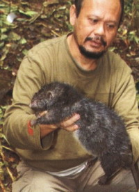 Mallomys Giant Rat (LIPI)